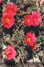 Cultures/Geography/Maps - wild moss roses photo copyright by E.C.Gruhler