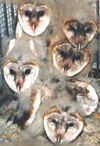 Barn Owl Chicks