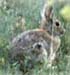 rabbit - photo by EC Gruhler