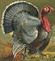 snowhawk's turkey button